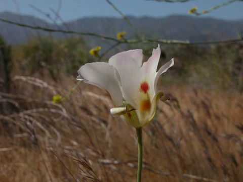 Image of butterfly mariposa lily