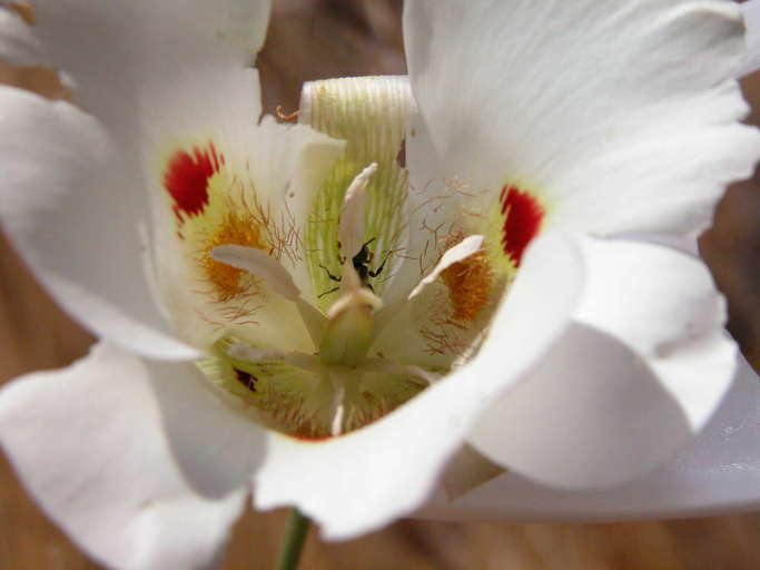 Image of butterfly mariposa lily