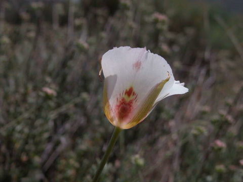 Image of butterfly mariposa lily