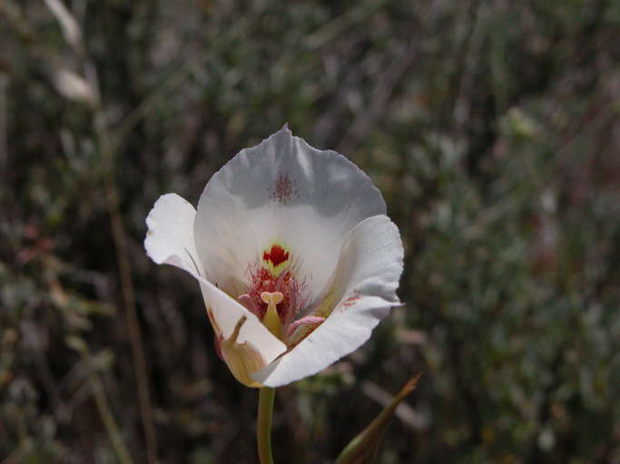 Image of butterfly mariposa lily