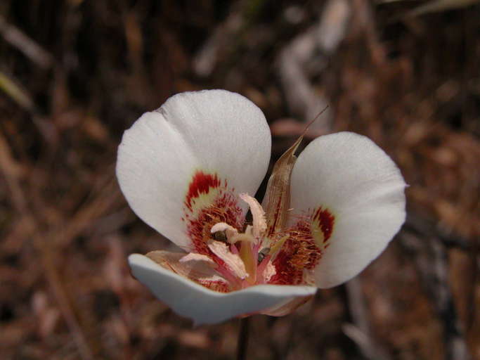 Image of butterfly mariposa lily