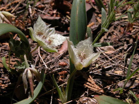 صورة Calochortus westonii Eastw.