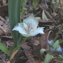 Image of Shirley Meadows mariposa lily