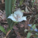 Imagem de Calochortus westonii Eastw.