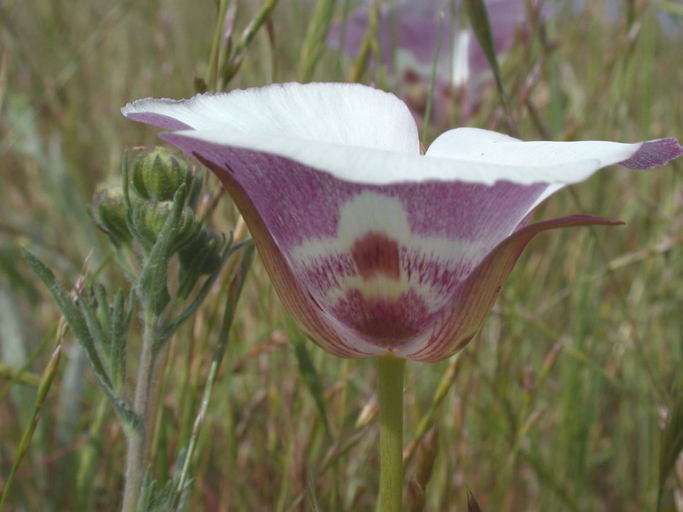 Image de Calochortus argillosus (Hoover) Zebzll & Fielder