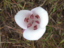 Image de Calochortus argillosus (Hoover) Zebzll & Fielder