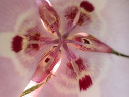 Image de Calochortus argillosus (Hoover) Zebzll & Fielder