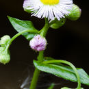 Image de Erigeron philadelphicus L.