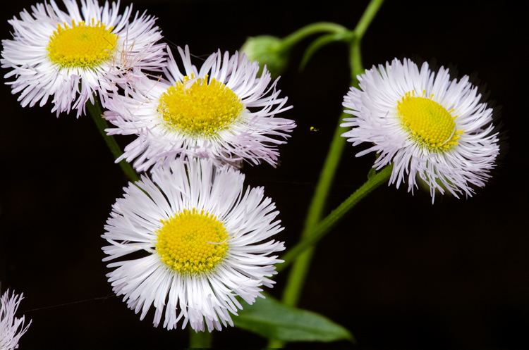 Image de Erigeron philadelphicus L.