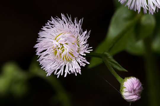 Image of Philadelphia fleabane