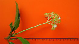 Plancia ëd Psychotria mapourioides DC.