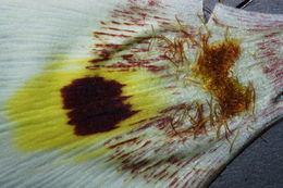 Image of superb mariposa lily