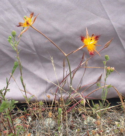 صورة Calochortus obispoensis Lemmon