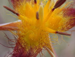 صورة Calochortus obispoensis Lemmon