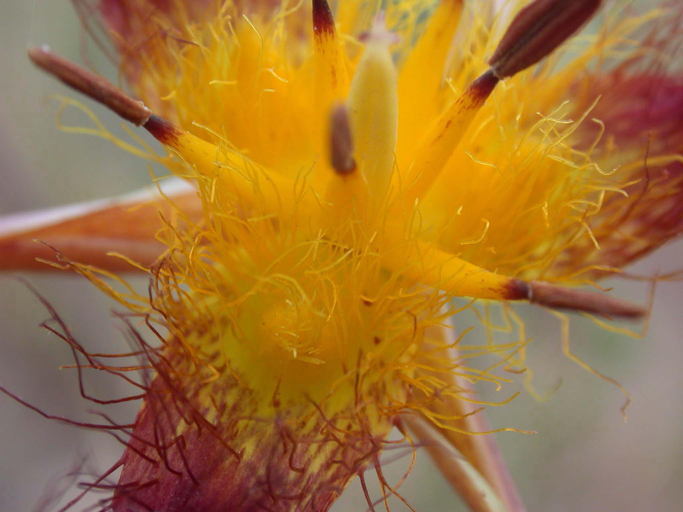 Image of San Luis mariposa lily