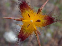 Image of San Luis mariposa lily