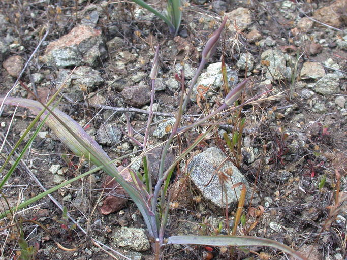 Image of San Luis mariposa lily