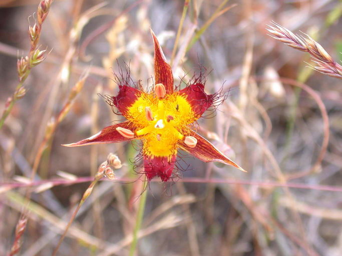 Image of San Luis mariposa lily