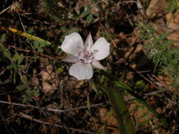 Image de Calochortus umbellatus Alph. Wood