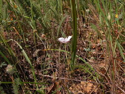 Image de Calochortus umbellatus Alph. Wood