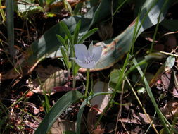 Image de Calochortus umbellatus Alph. Wood