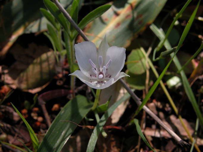 Image de Calochortus umbellatus Alph. Wood