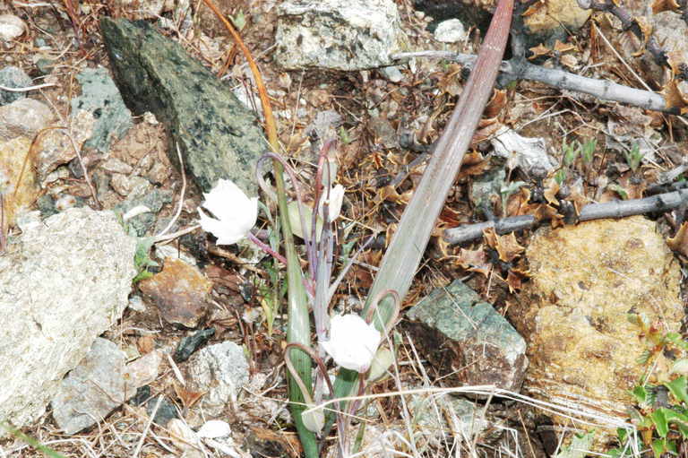 Image de Calochortus umbellatus Alph. Wood