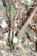 Image de Calochortus umbellatus Alph. Wood