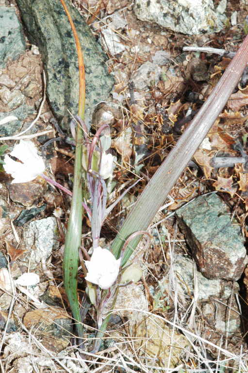 Image de Calochortus umbellatus Alph. Wood