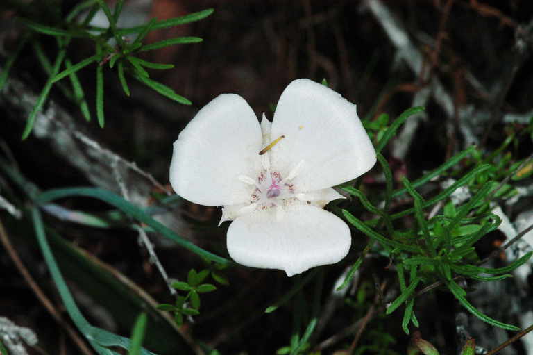 Image de Calochortus umbellatus Alph. Wood