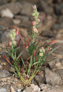 Image of lineleaf whitepuff