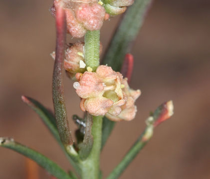 Image of lineleaf whitepuff