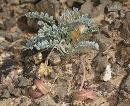 Sivun Astragalus tidestromii (Rydb.) Clokey kuva