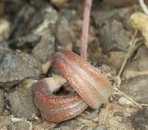 Sivun Astragalus tidestromii (Rydb.) Clokey kuva