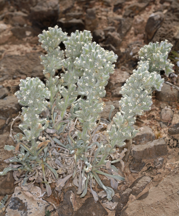 صورة <i>Cryptantha virginensis</i>