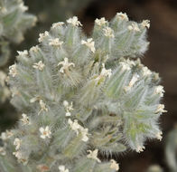 صورة <i>Cryptantha virginensis</i>