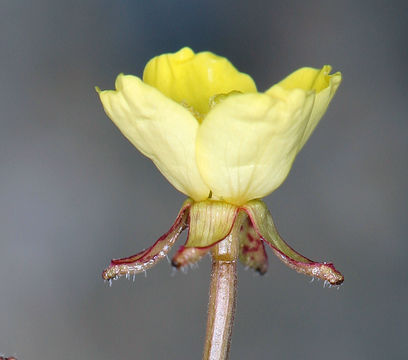 Image de Chylismia walkeri subsp. tortilis (Jeps.) W. L. Wagner & Hoch