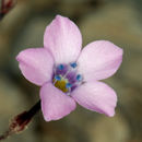 Image of <i>Gilia cana</i> ssp. <i>speciformis</i>