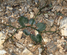 Image of Parry's buckwheat