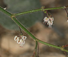 Imagem de Eriogonum brachypodum Torr. & Gray