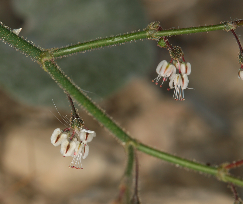 Imagem de Eriogonum brachypodum Torr. & Gray