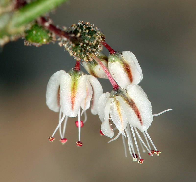 Image of Parry's buckwheat