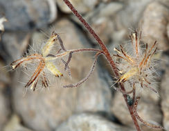 Plancia ëd Cryptantha nevadensis Nels. & Kennedy