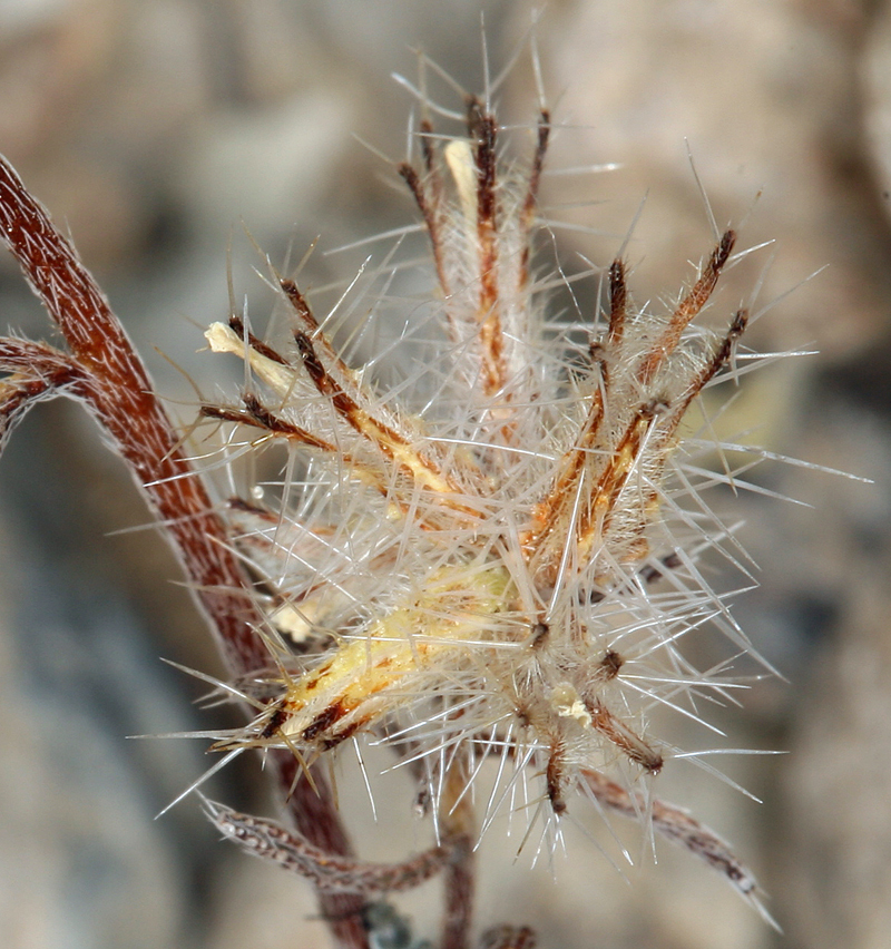 Plancia ëd Cryptantha nevadensis Nels. & Kennedy