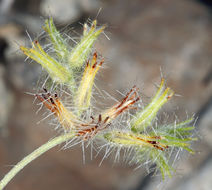 Plancia ëd Cryptantha nevadensis Nels. & Kennedy