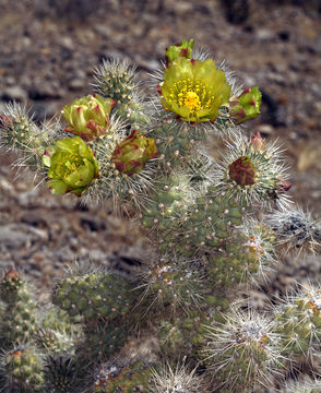 Image of Wiggins' cholla