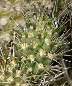 Image of Wiggins' cholla