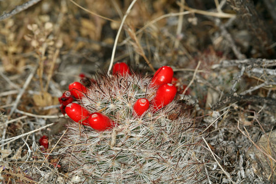 Image of Common Fishhook Cactus