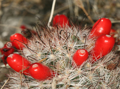 Image de Mammillaria tetrancistra Engelm.