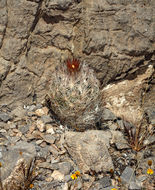 Image of <i>Coryphantha chlorantha</i>